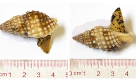 Loài ốc biển gây ngộ độc cho 3 ngư dân tại Khánh Hòa. 