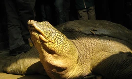 Lên phương án bảo vệ nghiêm ngặt rùa Hoàn Kiếm mới phát hiện 