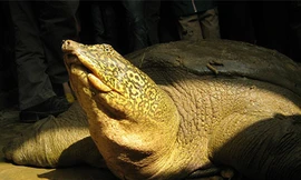 Nhóm nghiên cứu sử dụng thiết bị di động để thu thập mẫu nước nhằm tìm kiếm dấu vết rùa Hoàn Kiếm tại hồ Đồng Mô, Sơn Tây, Hà Nội. Ảnh: ATP