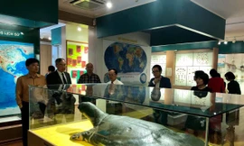 Trưng bày 'anh em sinh đôi' của mẫu vật rùa Hoàn Kiếm