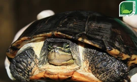 Hồng Kông bàn giao một cá thể rùa quý hiếm cho Việt Nam