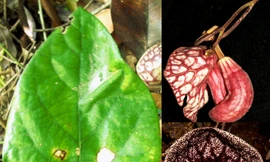 Phát hiện một loài mộc hương mới ở Việt Nam