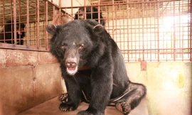 Chủ nuôi tự nguyện giao 5 cá thể gấu cho trung tâm bảo tồn