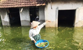 Lũ tái diễn trên sông Bùi, Chương Mỹ đối mặt ngập úng nghiêm trọng