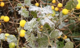 Băng giá xuất hiện tại Hà Giang. 