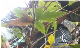 Phát hiện loài cây dại chống 4 loại ung thư