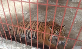 Hổ được nuôi tại Khu du lịch Thanh Cảnh.