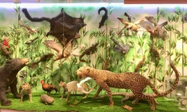 Những mẫu sinh vật rực rỡ trên cao nguyên đá Đồng Văn