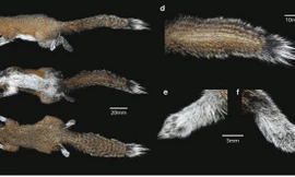Phát hiện một loài sóc mới tại Việt Nam