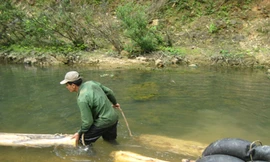 Chặn sông tích nước để chuyển gỗ lậu