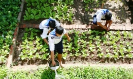 Chiến sĩ Trường Sa chăm sóc rau xanh trên đảo Ảnh: N.H