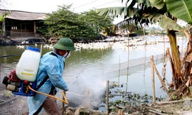 Phun thuốc phòng chống dịch trên đàn gia cầm ở huyện Ứng Hòa (Hà Nội). Ảnh: Đình Huệ