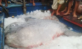 Bắt được cá Mặt trăng quý nặng 400 kg