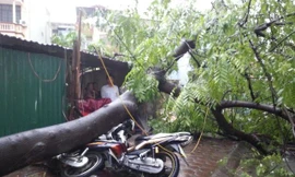 Cây đổ đè bẹp hai xe máy