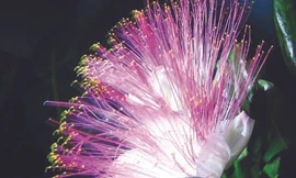 Cây bàng vuông nở hoa đúng đêm giao thừa năm 2011