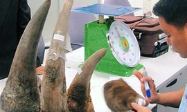 Lừa đảo 'nuôi tê giác lấy sừng'