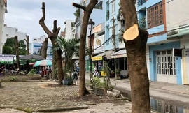 Ngỡ ngàng với hình ảnh hàng cây 'trơ xương' ở quận 8 - TPHCM