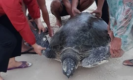 Ngư dân phát hiện vích biển quý hiếm nặng gần 100kg dạt vào bờ biển 