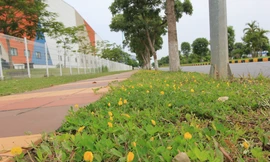 Mãn nhãn với những con đường xanh và thơ mộng trong KCN Yên Phong của Viglacera