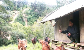 Làm giàu từ một con gà