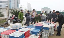 Bắt 2 tấn động vật hoang dã