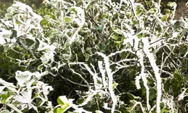 Yên Bái chủ động phòng, chống rét đậm, rét hại khi không khí lạnh tràn về