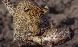 Báo hoa mai lao xuống vũng bùn bắt cá trê khổng lồ