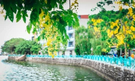 Ngắm vẻ đẹp xao xuyến của muồng hoàng yến bên hồ Tây.