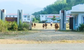 Bệnh viện đa khoa 200 tỷ đồng thành nơi trồng rau, chăn thả bò