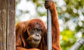 'Cụ' đười ươi thọ nhất thế giới vừa qua đời