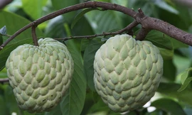 Giống na cho quả khổng lồ ở Lạng Sơn