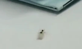 Video: Kiến 'ăn trộm' kim cương từ cửa hàng đá quý