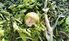 Trồng bưởi da xanh nhưng khi ra quả lại hóa bưởi lạ