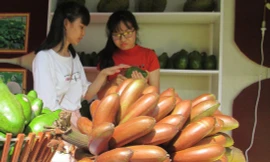 Thực hư về loại chuối đỏ 300.000 đồng/kg