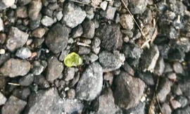 Mưa đá quý tại Hawaii