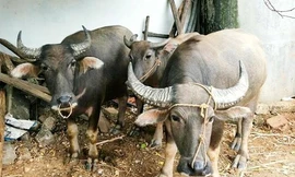 Cả nhà đang xem World Cup, trộm vào bắt 5 con trâu