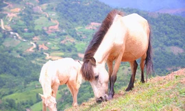 Bất ngờ đàn ngựa bạch 1.700 con lớn nhất Việt Nam