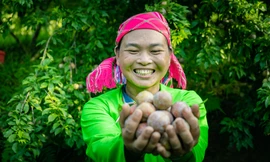 Mường Khương vào vụ mận tam hoa: Trái ngọt hái liền tay chuyển ngay xuống phố