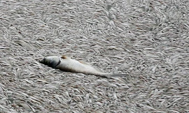 Cá chết nổi trắng mặt Hồ Tây. 