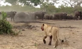 Sư tử hùng hổ đuổi cả đàn trâu và diễn biến không thể ngờ