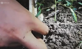 Nhổ nấm mối lúc nửa đêm kiếm tiền triệu ở Bà Rịa - Vũng Tàu