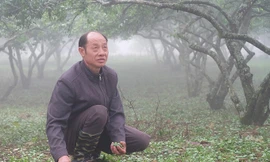 Mận rụng như trải thảm sau mưa đá ở Sơn La