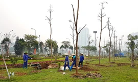 Trồng cây sai chỗ có thể bị phạt đến 15 triệu đồng