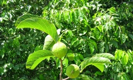 Loài cây độc giết người trong 7 bước đi của Việt Nam.