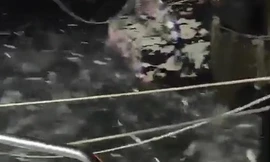 Hàng chục nghìn con cá mòi bất ngờ nhảy lên thuyền ngư dân