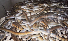 Nơi rắn nhiều hơn người ở Vĩnh Phúc