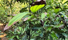 Quế cháy lá không rõ nguyên nhân: Người dân Lào Cai lo lắng cầu cứu