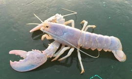 Ngư dân phát hiện 'tôm hùm ma' quý hiếm cơ hội bắt được là 1/100 triệu.