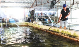 Kiếm hàng chục tỉ mỗi năm nhờ nuôi cá nước lạnh 