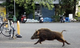 Vì sao gia tăng heo rừng tấn công người ở Nhật Bản?